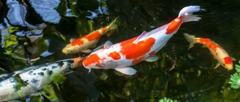 čistící bakterie do filtrace